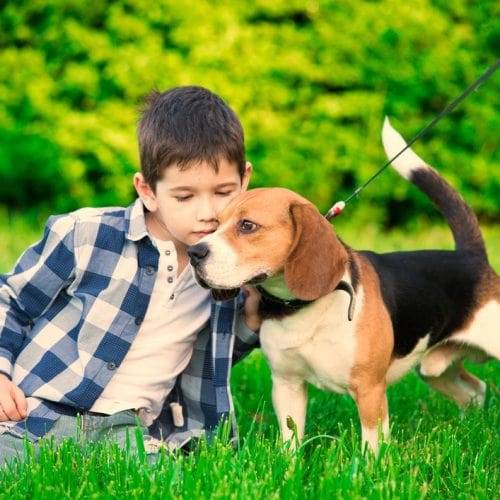 Manchester’s Trusted Garden Cleaning for Pet Owners